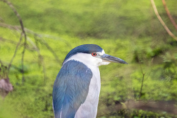 Black Crowned Night Heron 