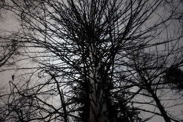 century dead spruce