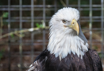 American Bald Eagle