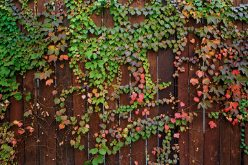 Fototapeta na wymiar red and green ivy vines on brown wooden plank fence
