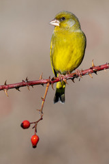 European male goldfinch (chloris chloris), sitting on a branch on a homogeneous blurred background.