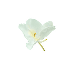 fresh white flower blooming isolated on white background with clipping path