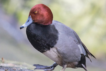 Red Headed Duck
