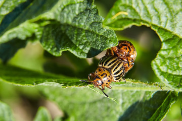 Invasion of pests on farmland. Two Adult striped Colorado beetles eating young green potato leaves. Parasites destroy a crop in the field. Selective focus