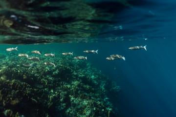 Mugil cephalus fish under the surface of the egypt ocean