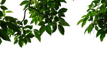 Fototapeta na wymiar Tropical tree leaves on white isolated background for green foliage backdrop 