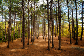 Walkroad in pine forest with sun beams at Crimea mountains