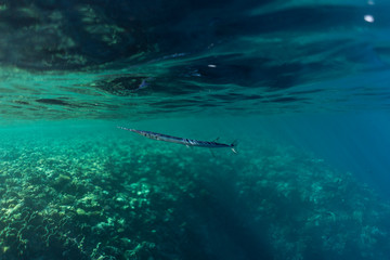 Belonidae underwater in the ocean of egypt, underwater in the ocean of egypt, Belonidae underwater photograph underwater photograph,