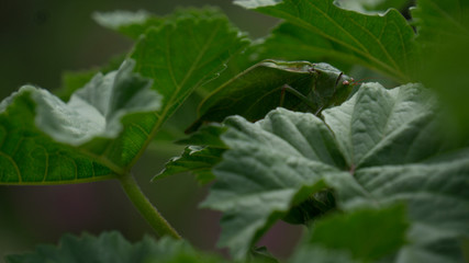 Grillo escondido entre hojas 