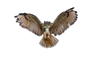 Eurasian eagle owl against white background