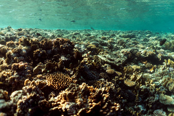 Coral reef close up, coral reef macro photography, underwater coral reef texture, ocean nature close up