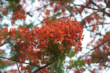 detail of red flamboyant flowers with the tree pattern in the background