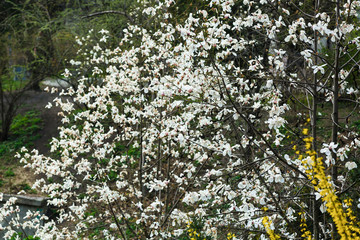 White magnolia flowers. Tree in white blossom at springtime. Dark background. Spring flowers in nature park