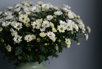 beautiful spring bouquet of chrysanthemums. Copy space 