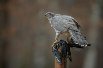 Goshawk in the rain