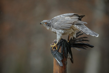 Goshawk feeding
