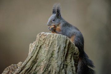 Red squirrel taking hazel nuts