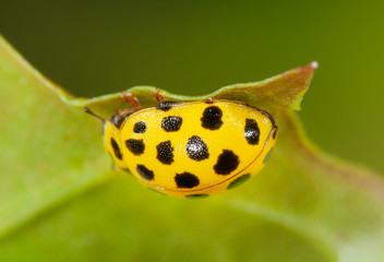 Zweiundzwanzigpunkt, Zweiundzwanzigpunkt-Marienkäfer, Kleiner gelber Zweiundzwanzigpunkt Marienkäfer mit schwarzen Punkten, Psyllobora vigintiduopunctata, Zitronengelber Käfer