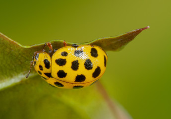 Zweiundzwanzigpunkt Marienkäfer, Psyllobora vigintiduopunctata, Pilz-Marienkäfer