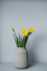 bouquet Yellow narcissus flowers in a vase Isolated on gray background and space for your text