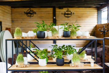 Stylish green houseplants in white and black flowerpots