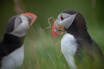 Puffin with nest material