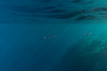 Obraz premium Belonidae underwater in the ocean of egypt, underwater in the ocean of egypt, Belonidae underwater photograph underwater photograph,