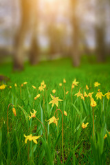 Yellow wild daffodils in green grass vertical frame with copy space