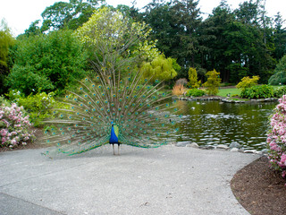 Peacock at Beacon Hill Park