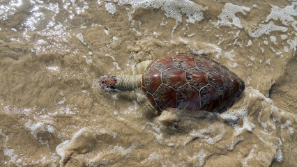 This sea turtle - Loggerhead turtle (Caretta caretta) is dying now as result of pollution of sea