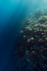 beautiful coral reef under water in the ocean of egypt, underwater photography in egypt