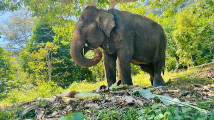 Thai Elephant