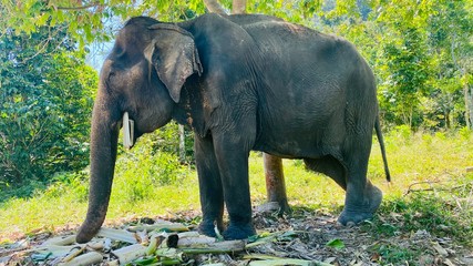 Thai Elephants