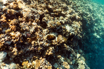 Chaetodon collare underwater in the ocean of egypt, underwater in the ocean of egypt, Chaetodon collare underwater photograph underwater photograph,