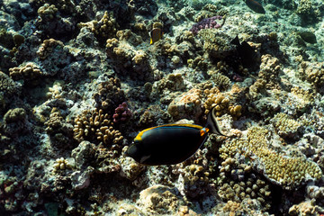 Naso Lituratus under water in the ocean of egypt, Naso Lituratus under water photograph