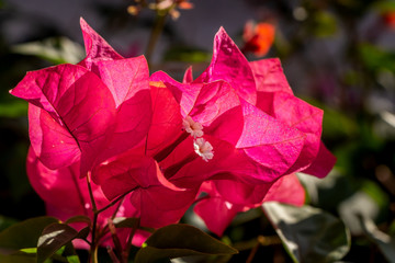 Red flowers Bougainvillea with green leaves grows in a garden