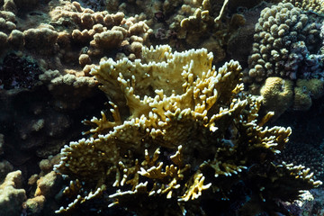 Fototapeta na wymiar Coral reef close up, coral reef macro photography, underwater coral reef texture, ocean nature close up