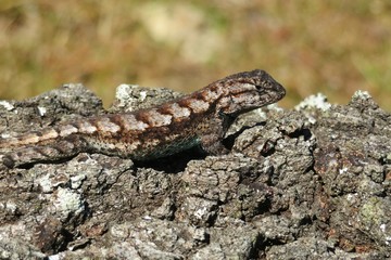 Tropical lizard on tree bark in Florida wild, closeup