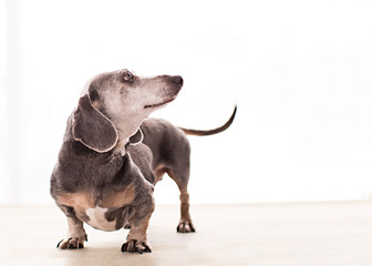 Funny old dachshund with big smile looks up from the left in profile at negative space