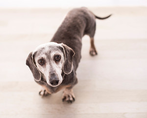 Skinny old dachshund with funny face and worried look, waits and looks up from the floor