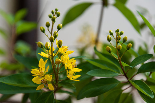 Yellow blooming flower in the branck