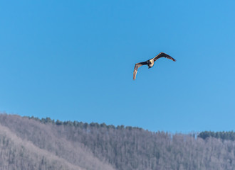 Fototapeta na wymiar il volo del cormorano in caccia al lago di vico