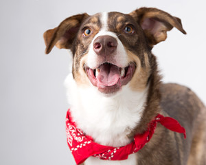 Grinning mutt with lots of personality photographed with a bandana in the studio