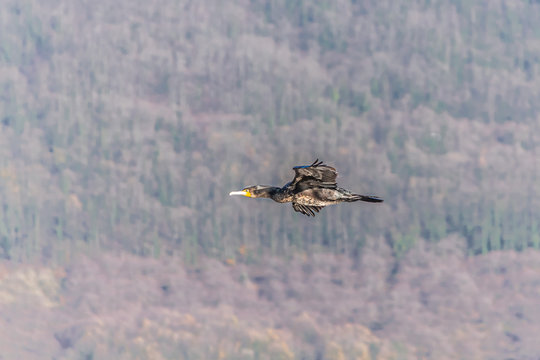 il volo del cormorano in caccia al lago di vico
