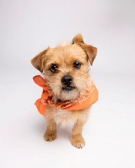 Scruffy golden shaggy  mutt with a bandana in the studio on white background