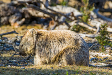 Maria Island, Tasmania, Australia- March 2019: Wombat (Vombatus ursinus) grazing in the australian...
