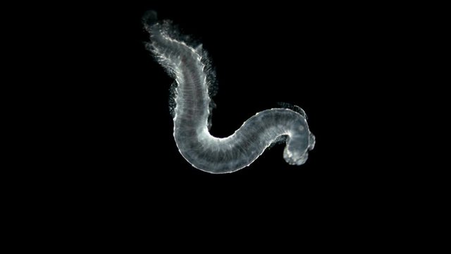 the Typhloscolex sp. worm under a microscope, class Polychaeta, type Annelida, has comb-shaped dorsal and ventral plates, holoplankton - it spends the entire life cycle in the form of plankton in the