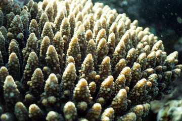 Coral reef close up, coral reef macro photography, underwater coral reef texture, ocean nature close up
