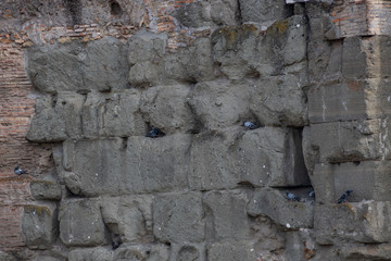 Pigeons sitting in cracks of old brick wall