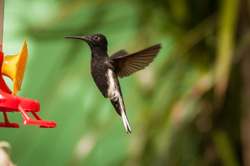 Black Hummingbird flying to feed